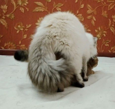 Вязка кота Скоттиш Страйт Хайленд Поинт