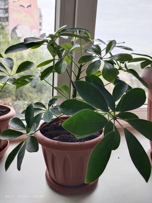 Шифлера комнатные растения