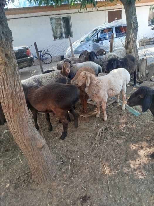 Продажа баранов и кошкаров