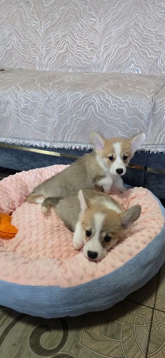 Предлагаю щенков вельш корги пемброк