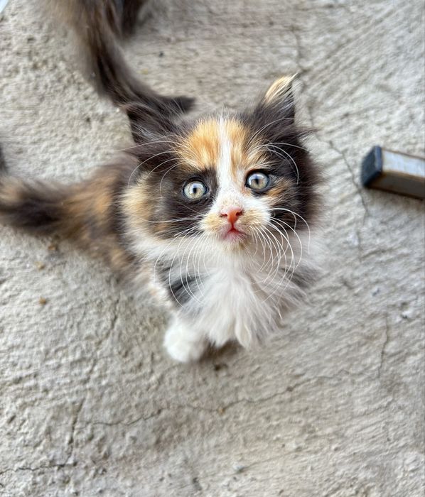 Котенок гр Алматы