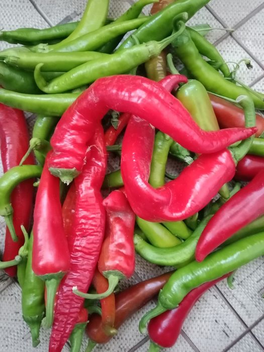 Продам горький перец 12 микр Актобе
