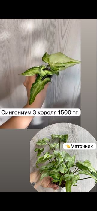 Комнатные растения