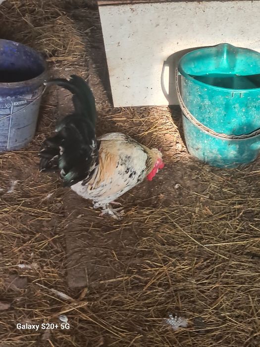 Cocos Rasa Bantam Mille Fleur