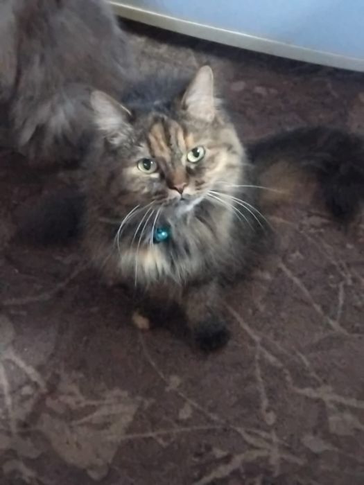 Отдам в добрые руки