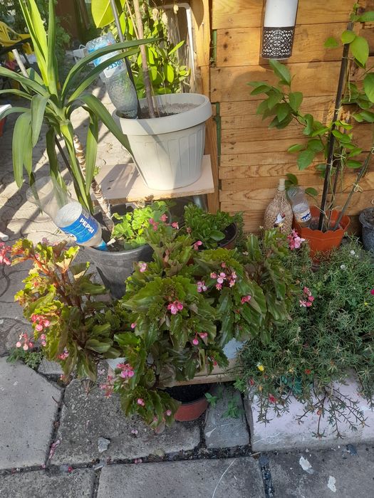 Vând flori prețul negociabil 500 de Ron toate