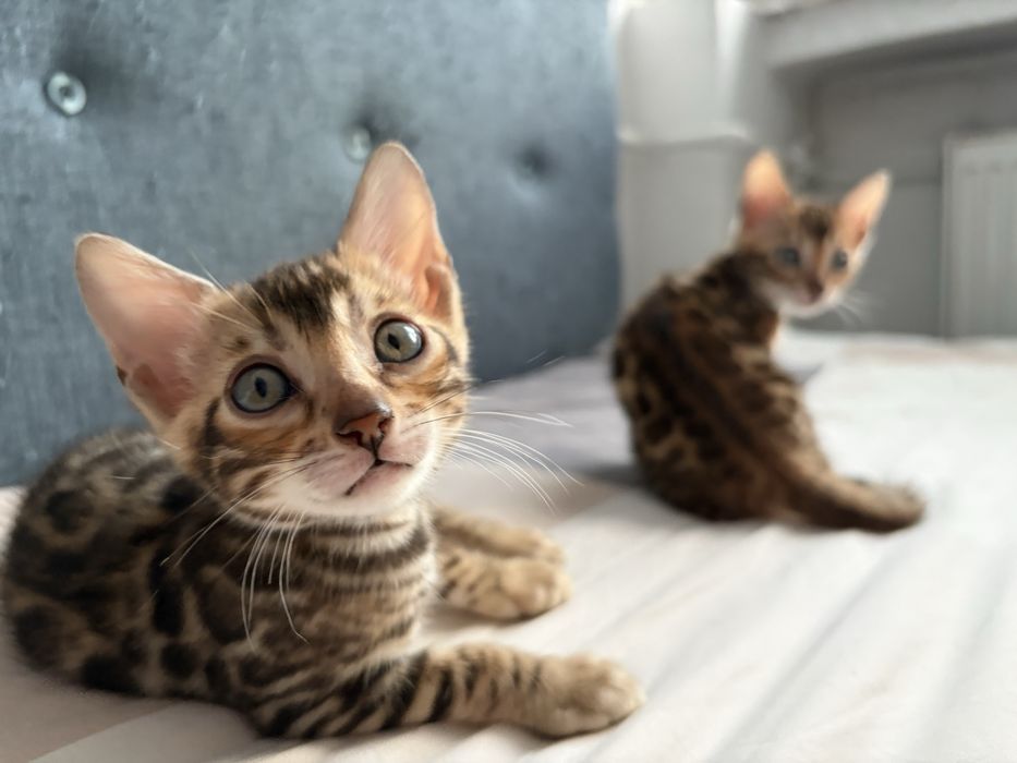 Două pisicuțe Bengal își caută noile familii!