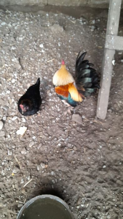 Vând găini americane