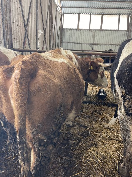 Vand 2 vaci tinere de lapte pentru pretentiosi