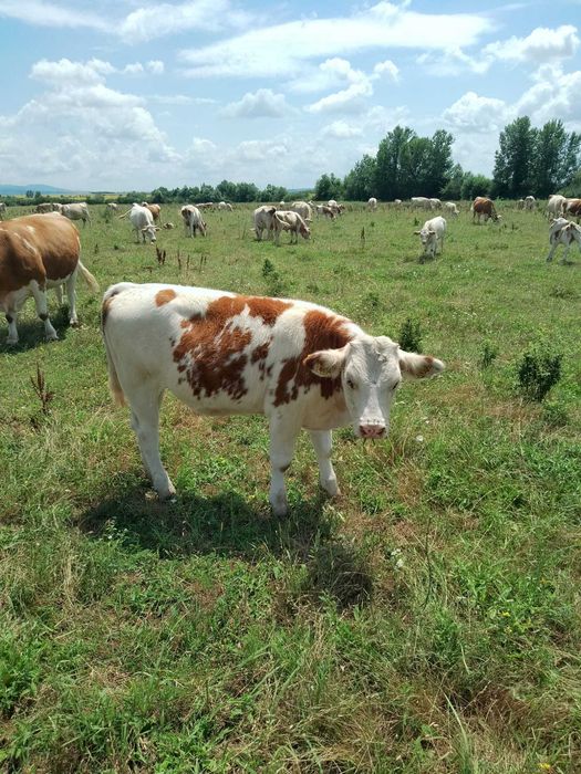 Vând 10 vițele si 1 taur