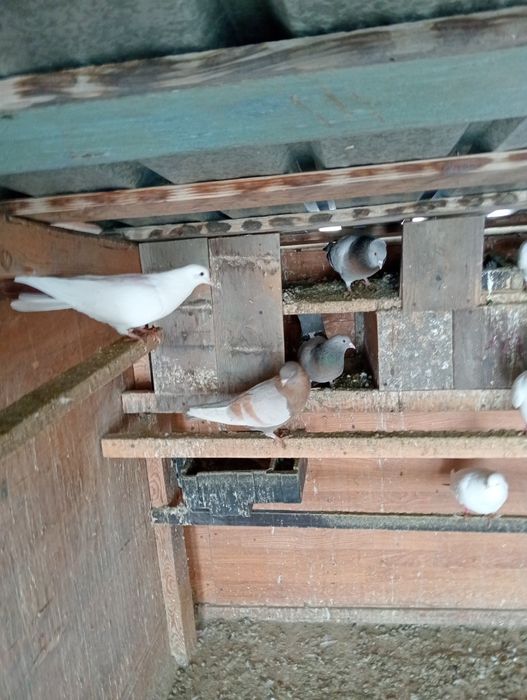 Голуби бакинцы разные цена 3000