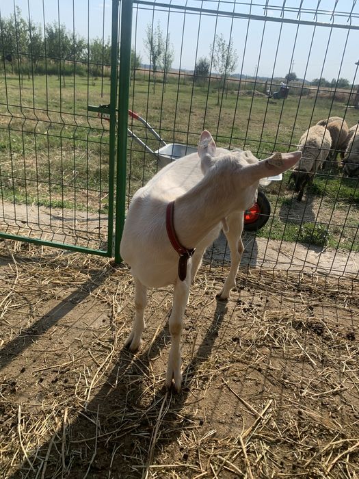 Capre saanen si murciano granadina