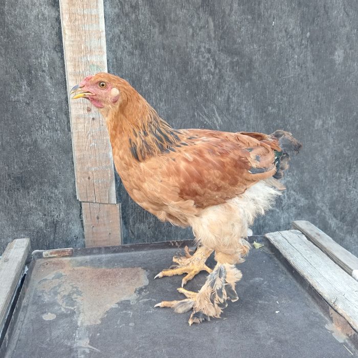 Продам петушков брама