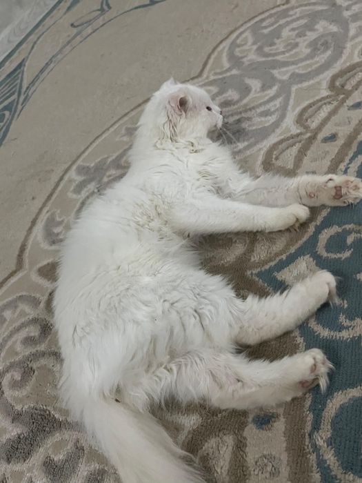 Кошка домашний .