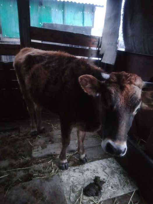 Тёлка полугодовалая