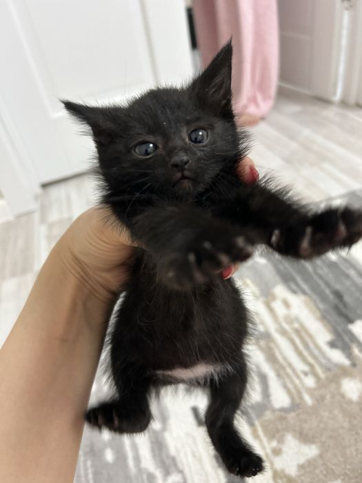 Котенок в добрве руки