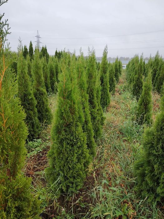 Туя смаракт, Брабант