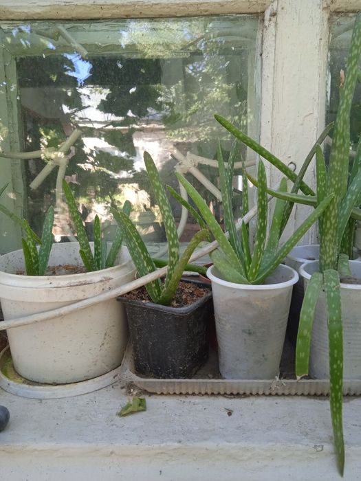 Алоэ Вера лечебный