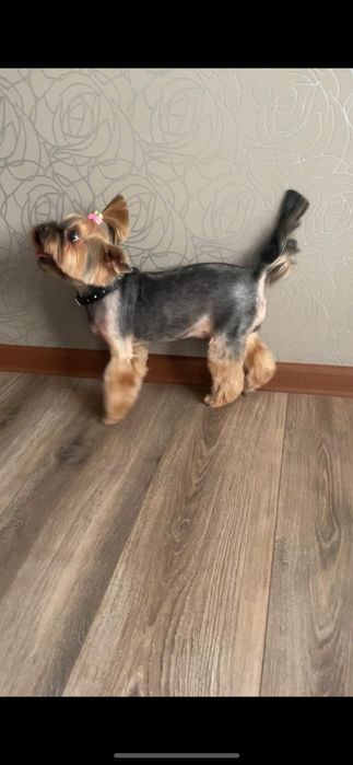 Пропала собака, йоркширский терьер