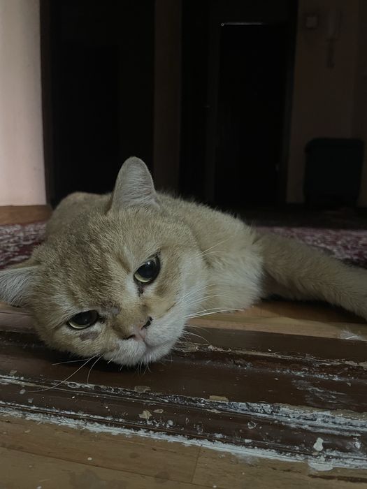 Британская короткошерстная