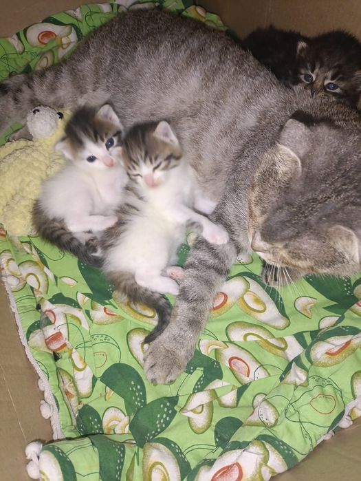отдам котят в добрые руки