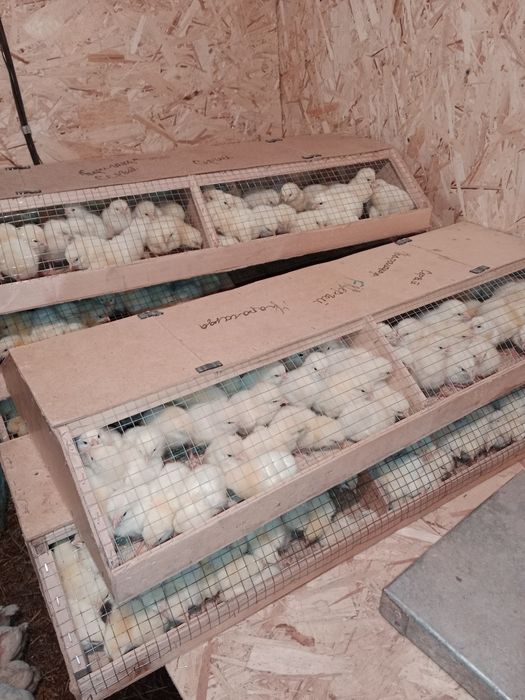 Бройлер суточный