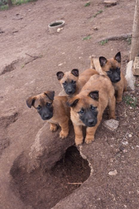 Белгийски овчарки Малиноа