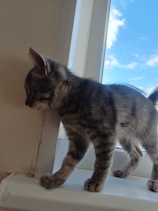 Отдам котёнка в добрые руки