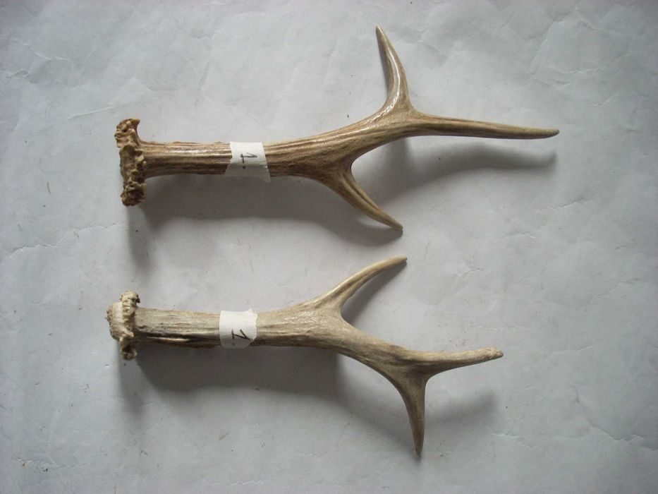 Coarne de Caprioara - Caprior