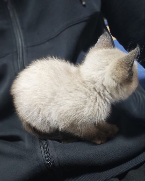 котенок маленький