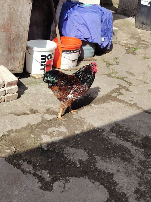 Cocoș wyandotte portelan