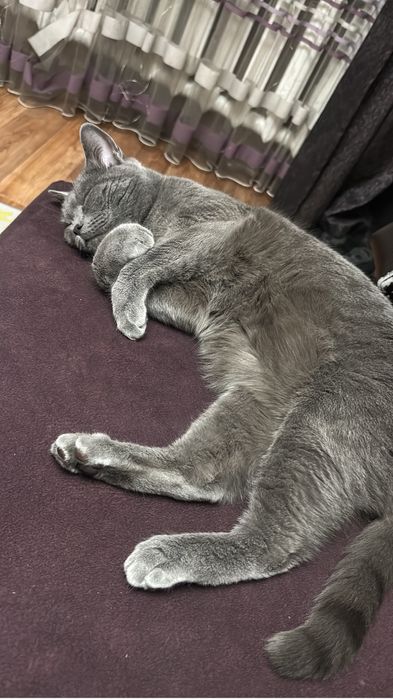 Отдам кота британец 1,6 года