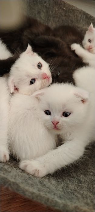Белые шотландские котята