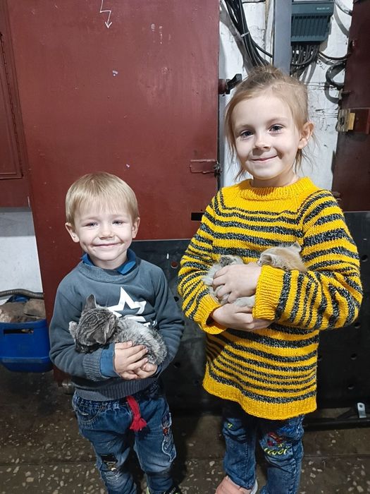 Отдам котят бесплатно