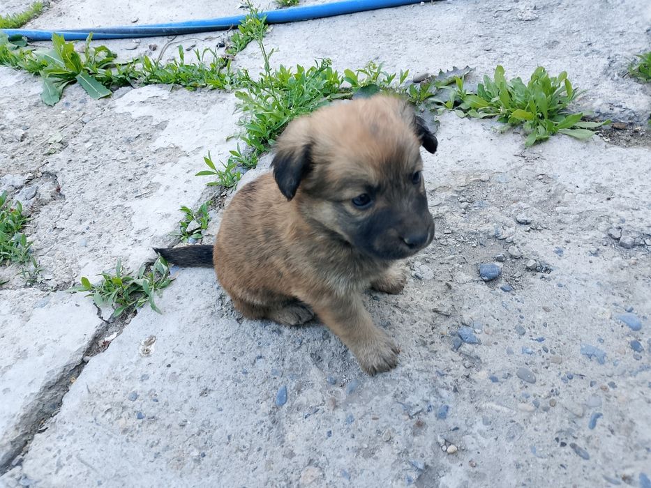 Щенки-звонки девочки