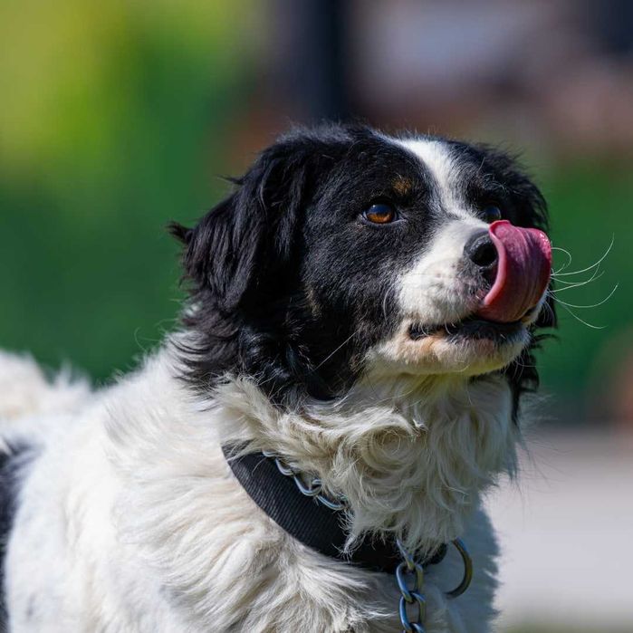 Собака (4 года) в добрые руки