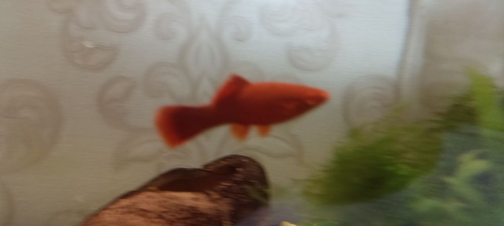 Продам меченосцев рубин