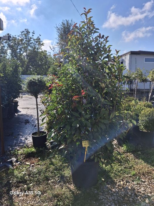 Vând plante ornamentale și livrez