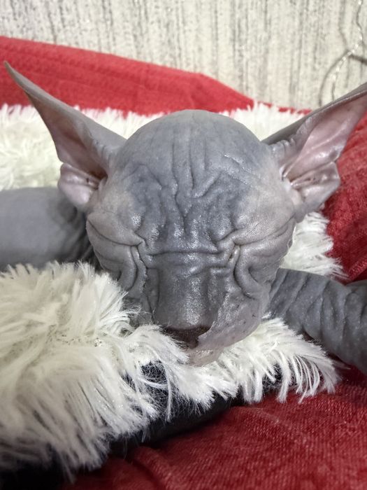 Продам котёнка Канадский Сфинкс