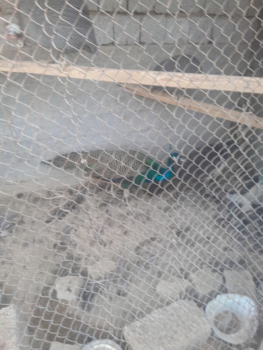 1 juft Tovus sotiladi manzil Toshkent viloyati Boka tumani