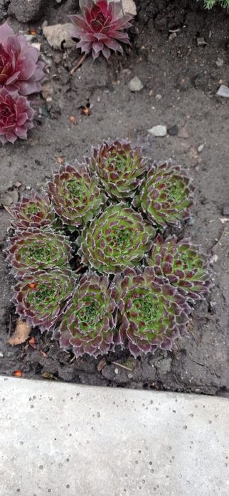 Молодило или Каменная роза