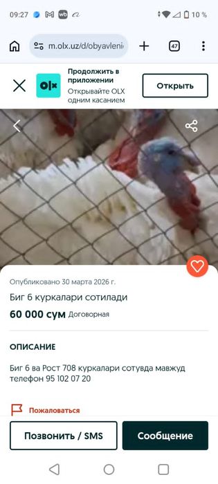 Куркалар сотилади тирик вазнга 45000 сум