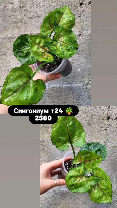 Сингониумы. Комнатные растения