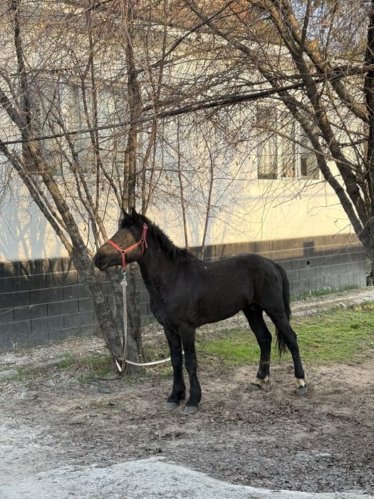 Айғыр лошадь жылқы