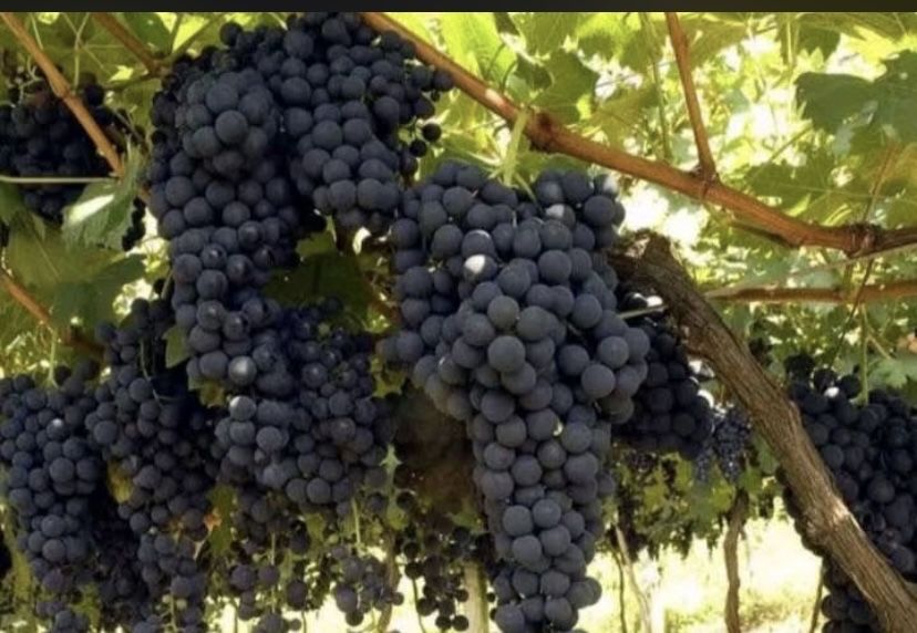 Vand struguri de vin