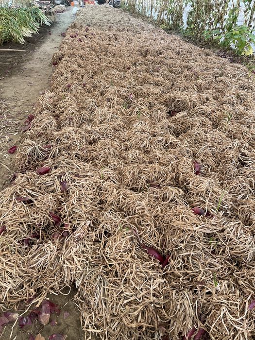 Vand ceapa de apa de Buzau