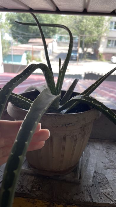 Алоэ вера домашнее расстение