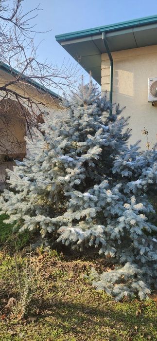 Продаю серебристые и голубые ельи