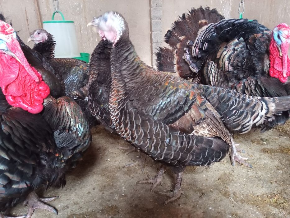 Индюшки мекендер