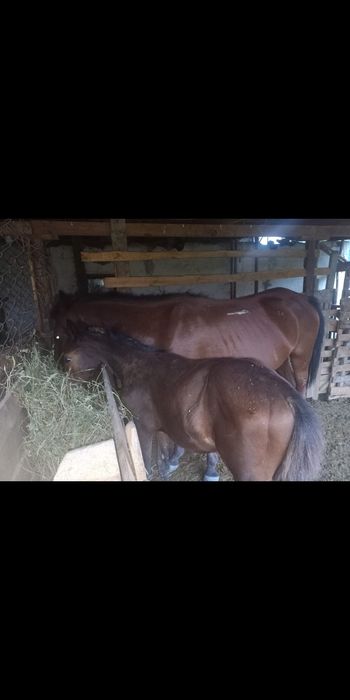 Құлынды бие жуас мінгі